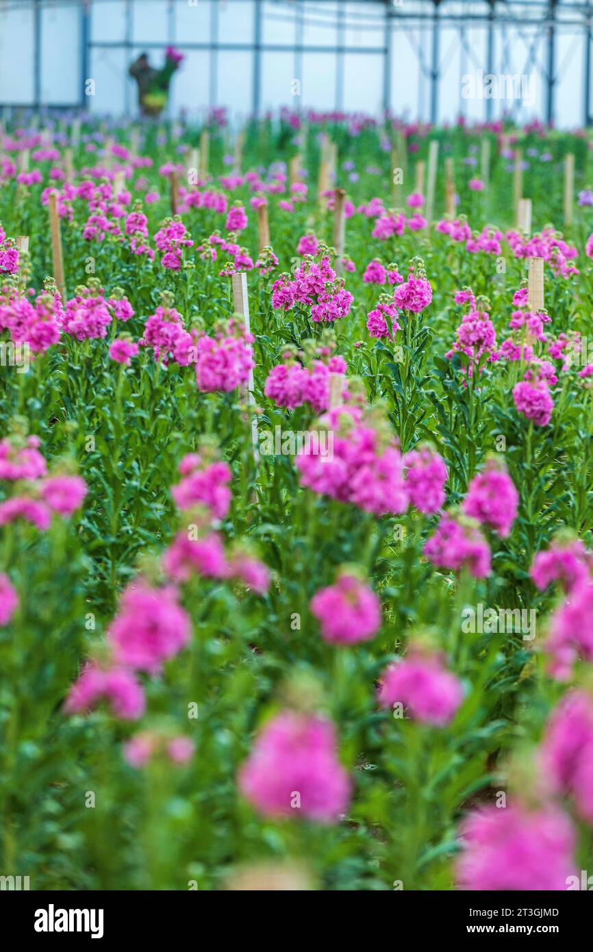Francia, Var, Carqueiranne, azienda agricola di Frederic Trocello, raccolta di fiori da parati Foto Stock