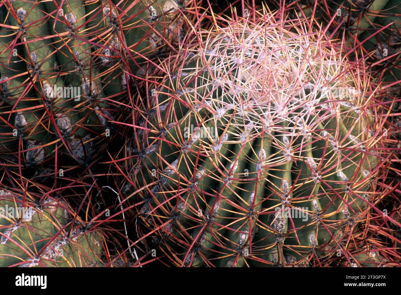 Cactus Barrel nel Palo Verde Canyon, Anza Borrego Desert State Park, California Foto Stock