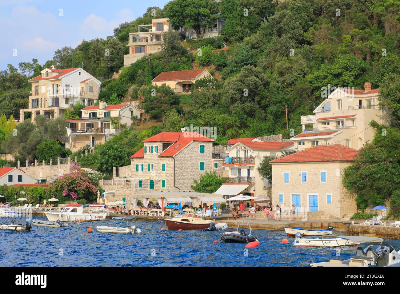 Montenegro, Baia di Cattaro dichiarata Patrimonio dell'Umanità dall'UNESCO, penisola di Lustica, Rose, lungomare Foto Stock