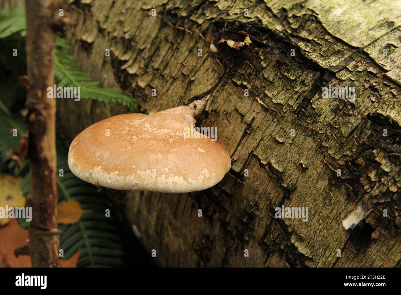 vista dall'alto da una parentesi di betulla in un albero in una foresta in autunno Foto Stock