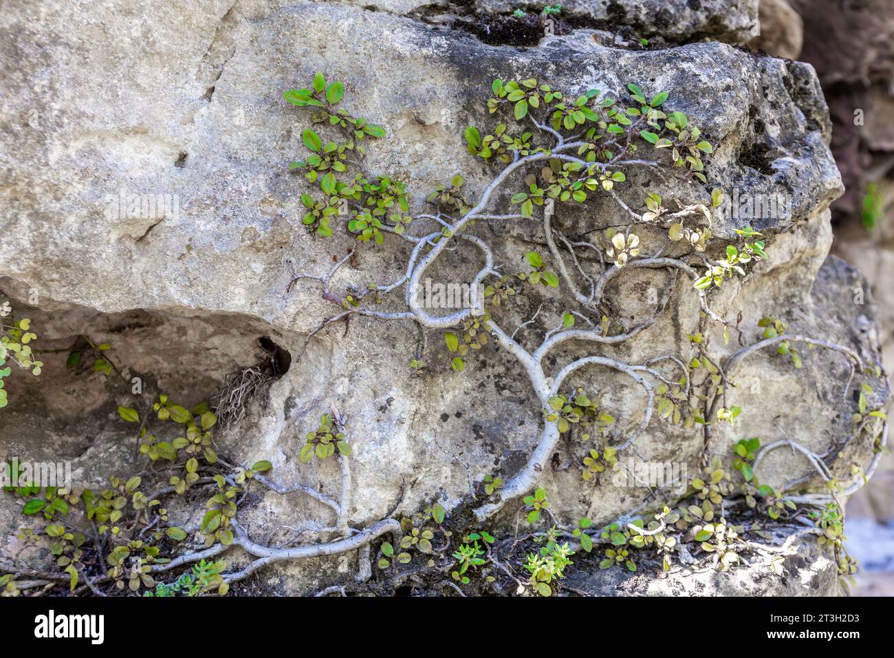 Pianta strisciante con piccole foglie verdi che sovrastano una pietra nel Parco naturale Hoces del Rio Duraton in Spagna. Foto Stock