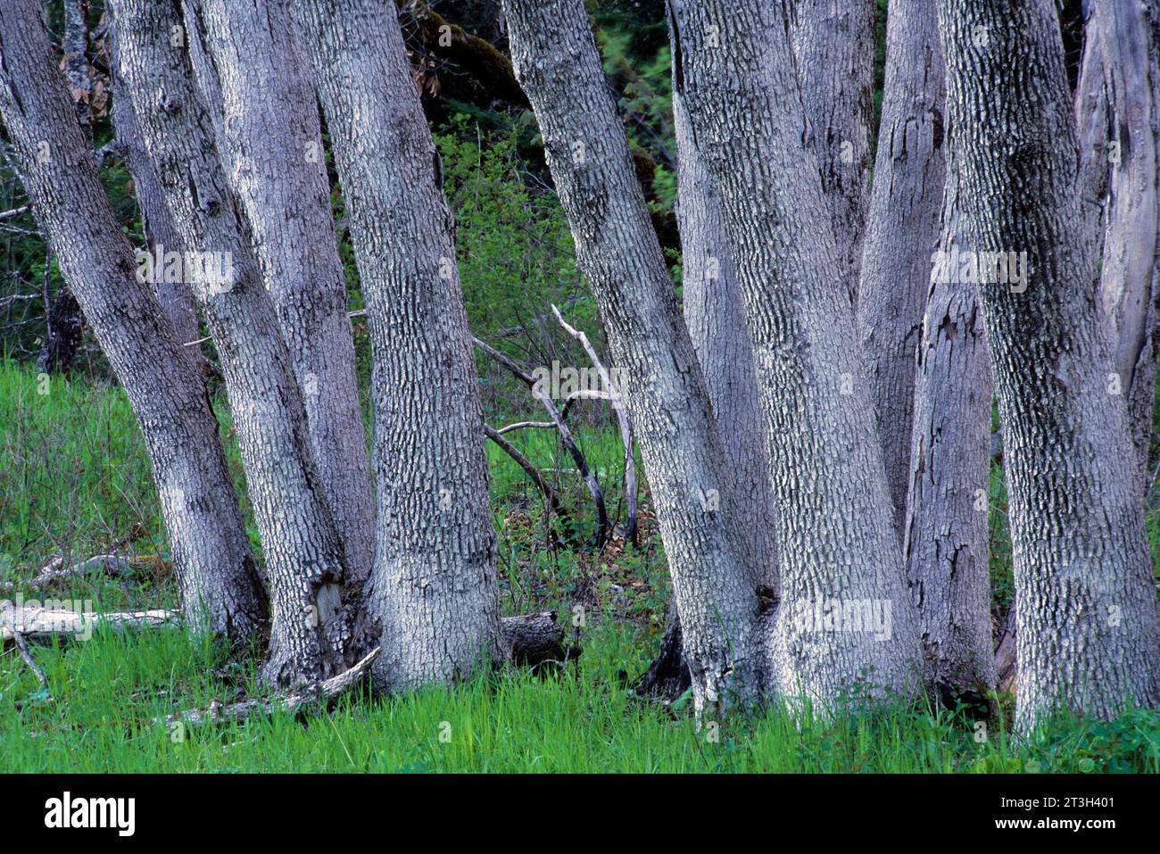 Tronchi di quercia su Bald Hills a Schoolhouse Peak, Redwood National Park, California Foto Stock