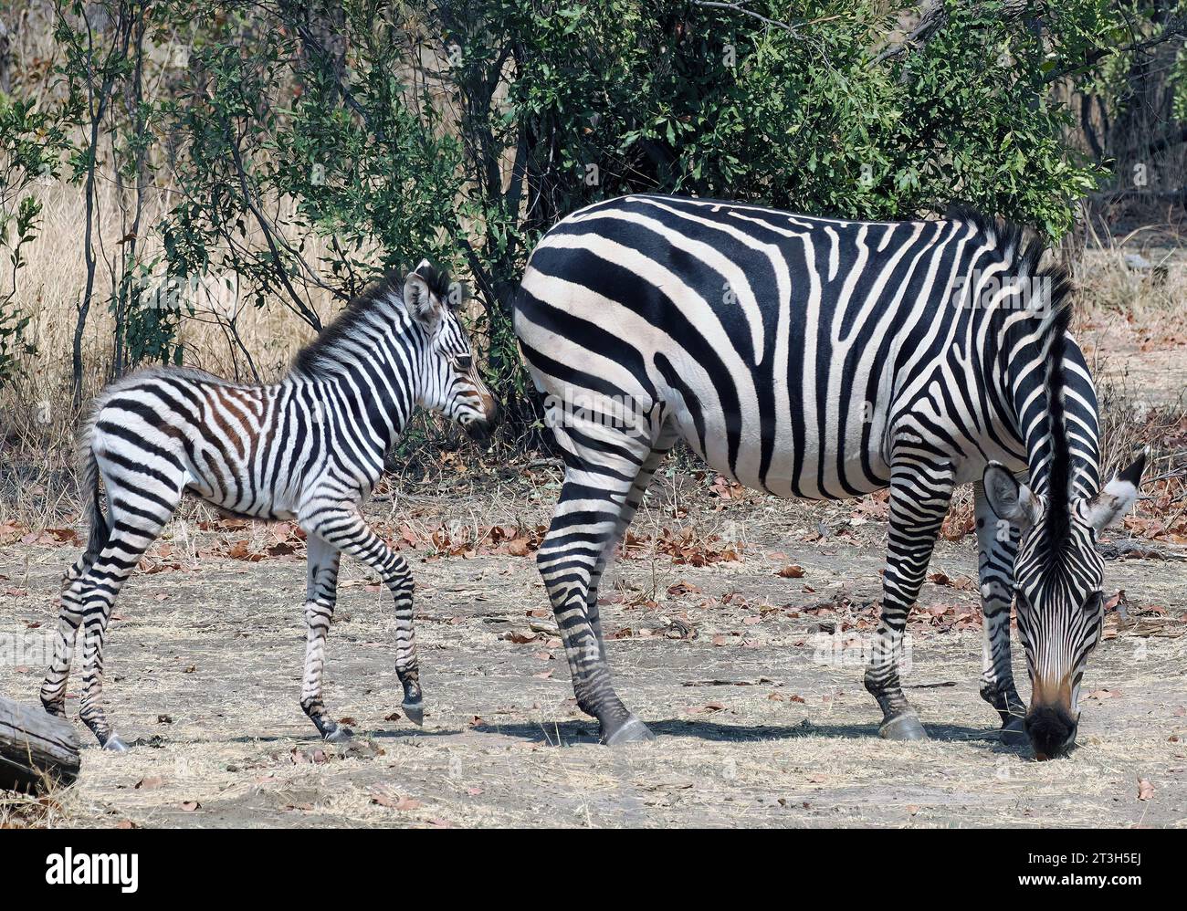 Grant's zebra, Böhm- oder Grant-Zebra, Zèbre de Grant, Equus quagga boehmi, Parco nazionale Mosi-oa-Tunya, Zambia, Africa, sito patrimonio dell'umanità dell'UNESCO Foto Stock