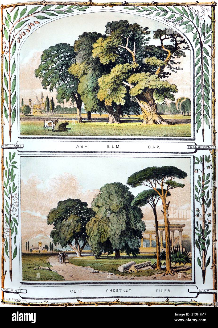 Bibbia storia naturale illustrazione nella Bibbia del XIX secolo - alberi frassino, olmo, quercia, ulivo, castagno e pini e ramo d'ulivo, incenso, Terebinth, A. Foto Stock