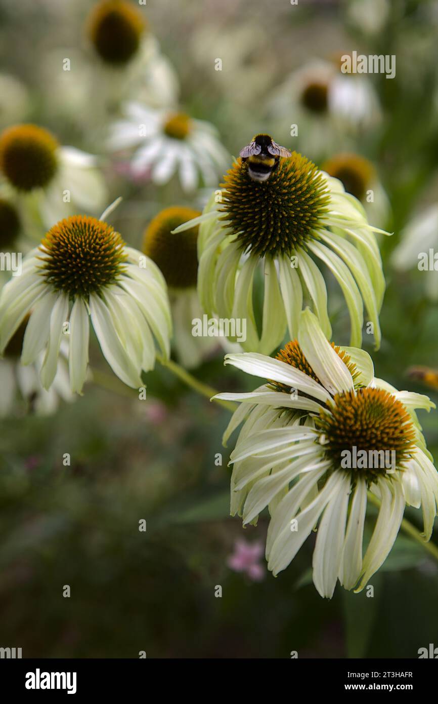 Echinacea cespuglio in fiore visto da vicino Foto Stock
