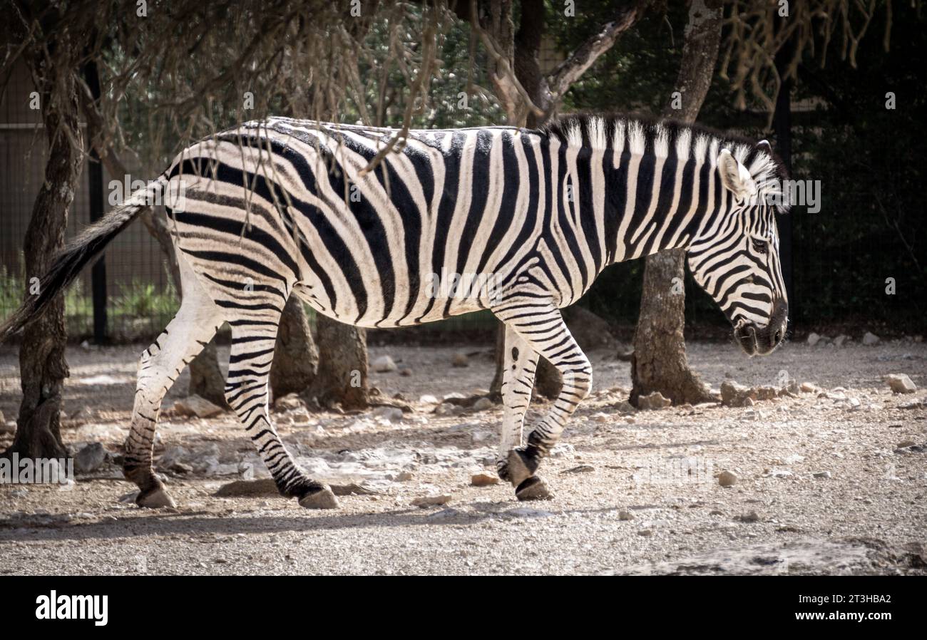 Una bellissima zebra che passeggia per lo zoo Barben, in Francia, in una soleggiata giornata estiva. Foto Stock