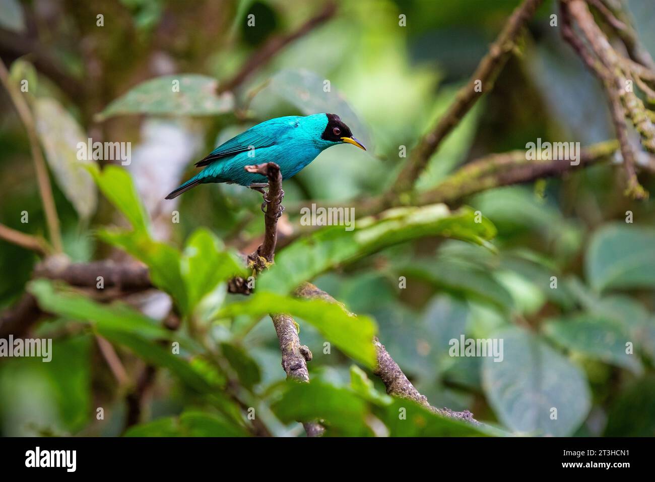 Green HoneyCreeper (Chlorophanes spiza), Mindo Cloud Forest, Ecuador. Foto Stock