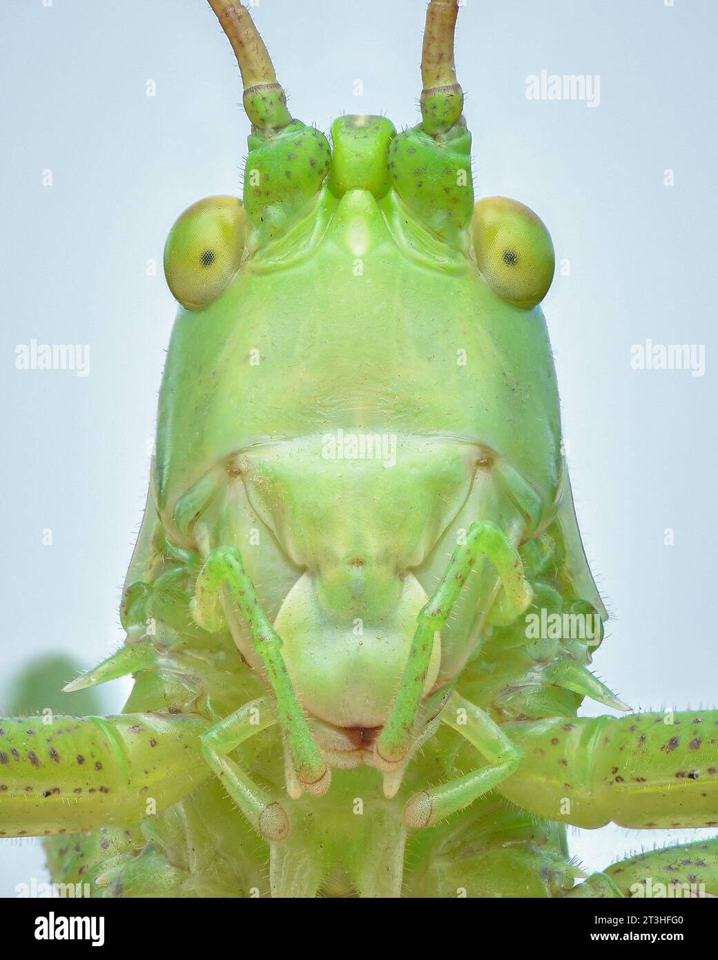 Ritratto simmetrico di un grande grillo verde, sfondo azzurro (Tettigonia viridissima) Foto Stock