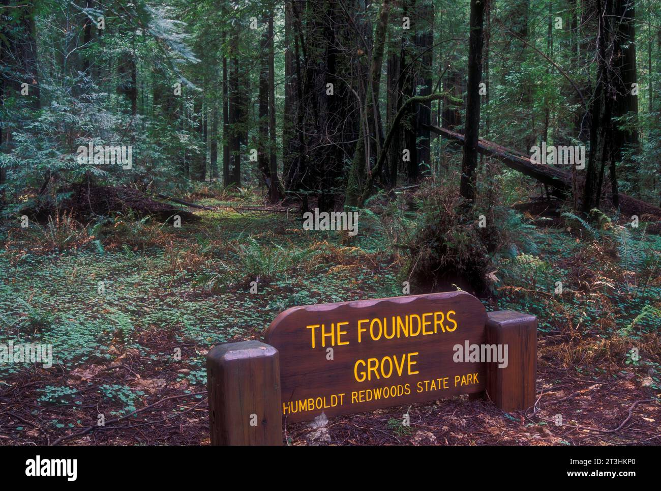 Founers Grove, Humboldt Redwoods State Park, California Foto Stock