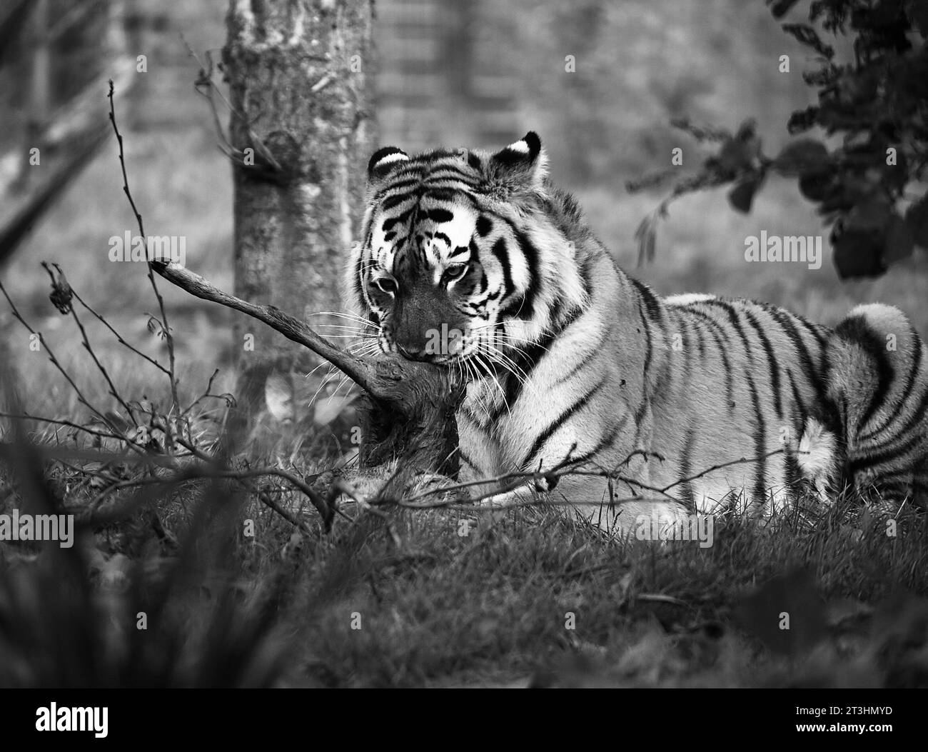 Tigre dell'Amur Foto Stock