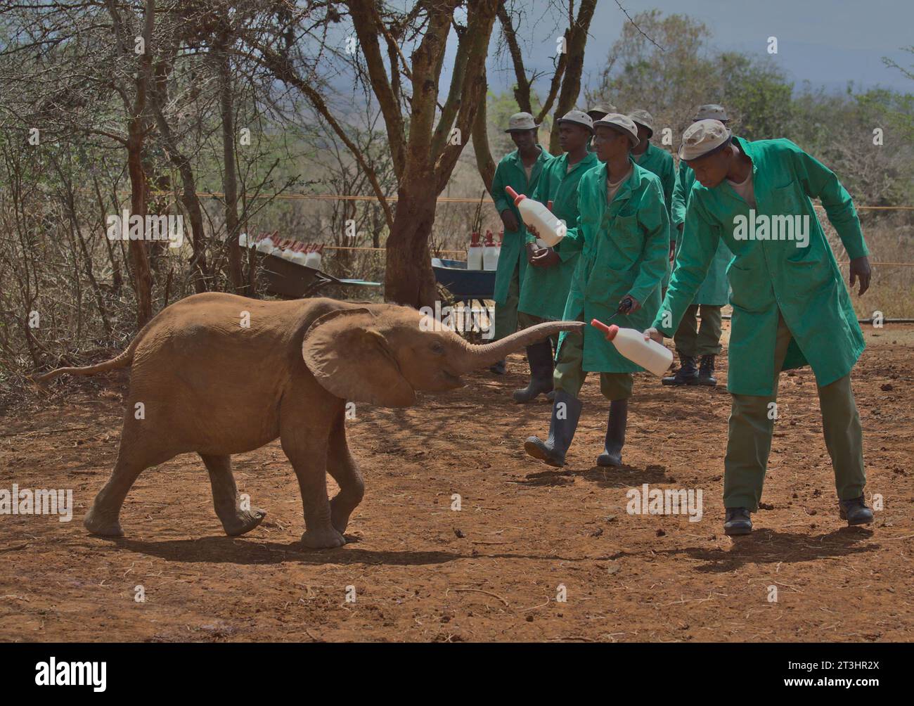 NAIROBI, KENYA - 20 marzo 2023: Un elefante orfano afferra una bottiglia di latte dal suo guardiano con il suo baule presso l'Orfanotrofio Sheldrick Wildlife Trust Foto Stock