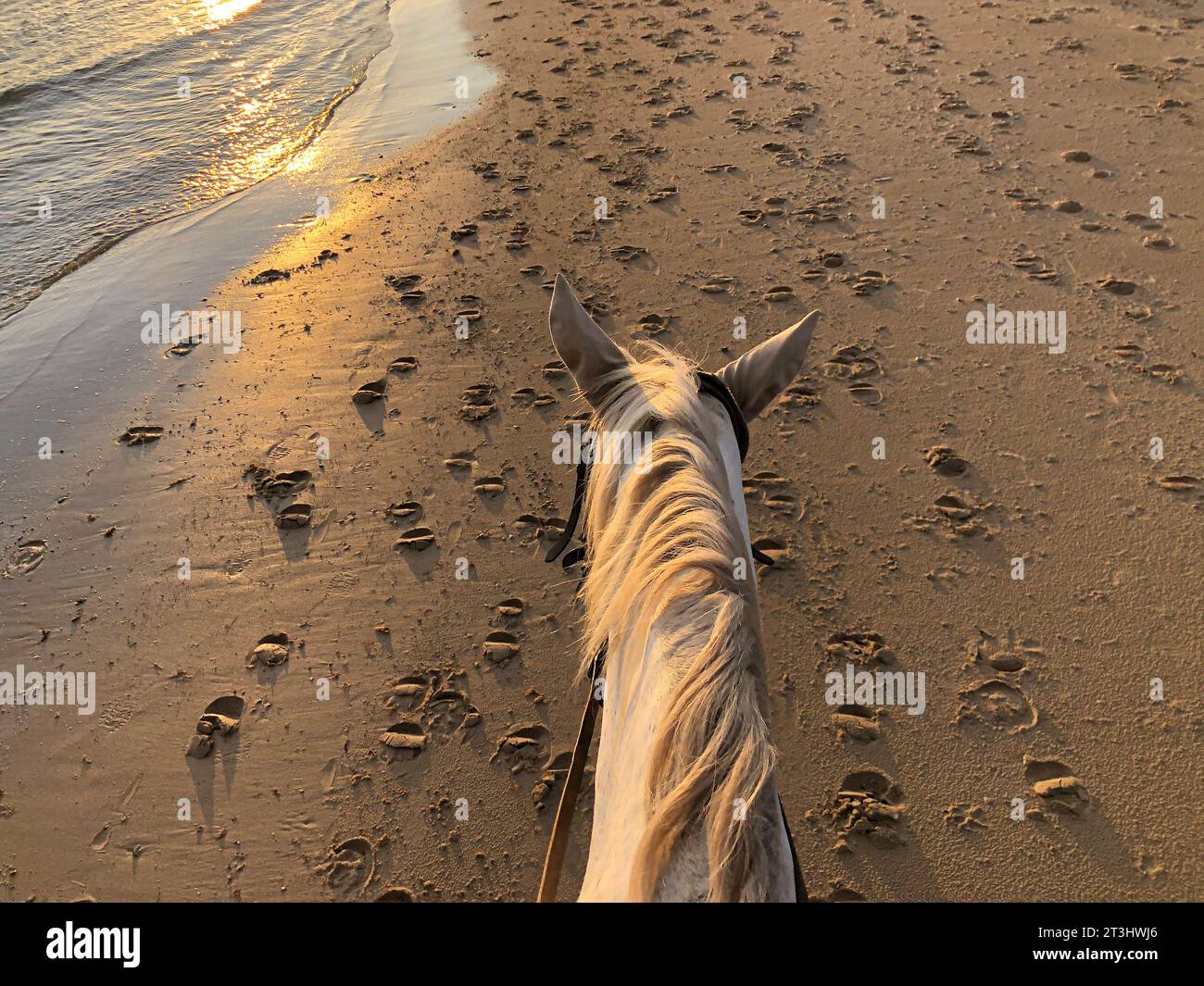passeggiate a cavallo sulla sabbia della spiaggia Foto Stock