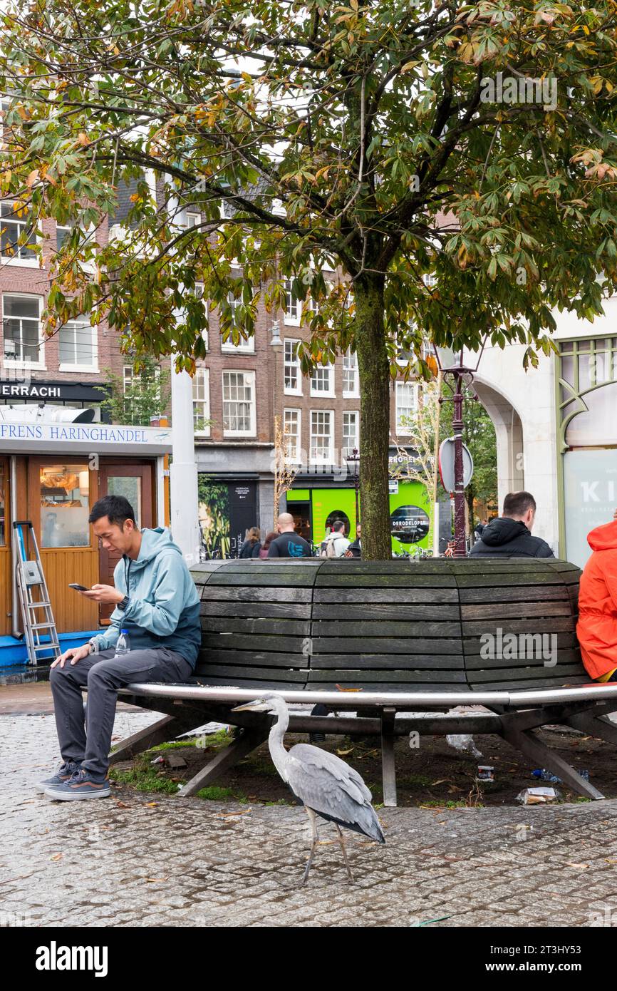 Un airone urbano, Ardea cinerea, nel centro di Amsterdam. Foto Stock