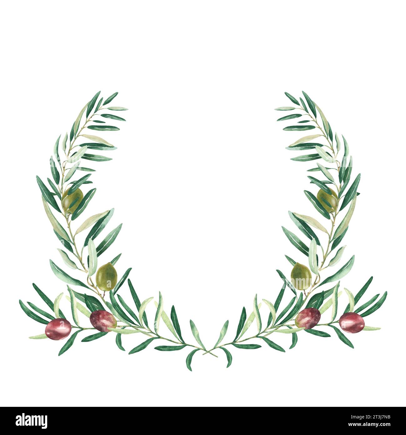 Corona d'oliva acquerello con olive verdi e rosse. Isolato su sfondo bianco. Illustrazione botanica disegnata a mano. Può essere utilizzato per carte, emblema Foto Stock