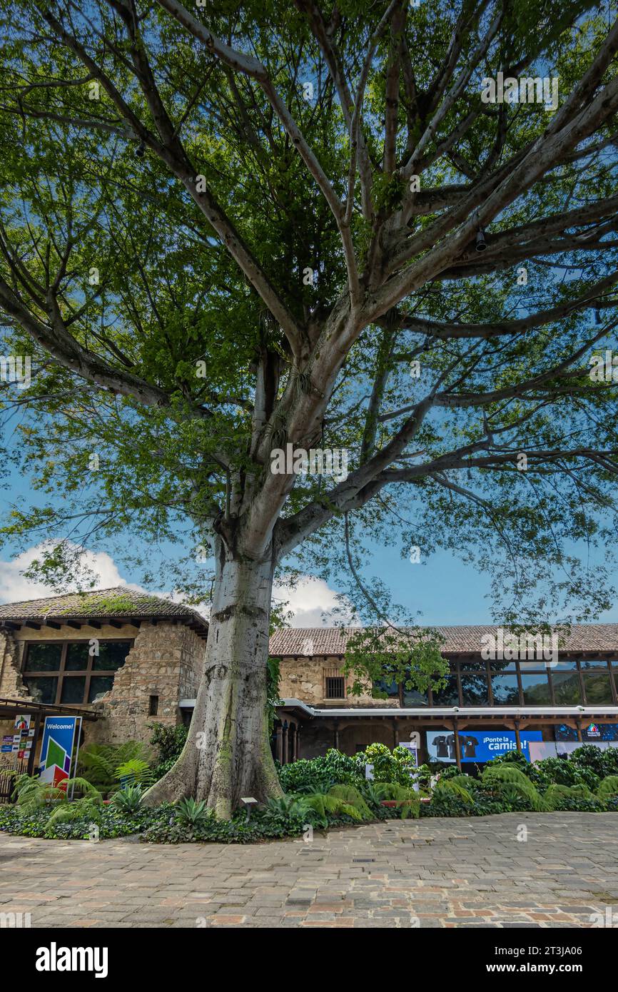 Guatemala, la Antigua - 20 luglio 2023: Enorme albero al centro del Museo Casa Santa Domingo. Insegne e striscioni per il negozio di camicie. Blue Cloudscape Foto Stock