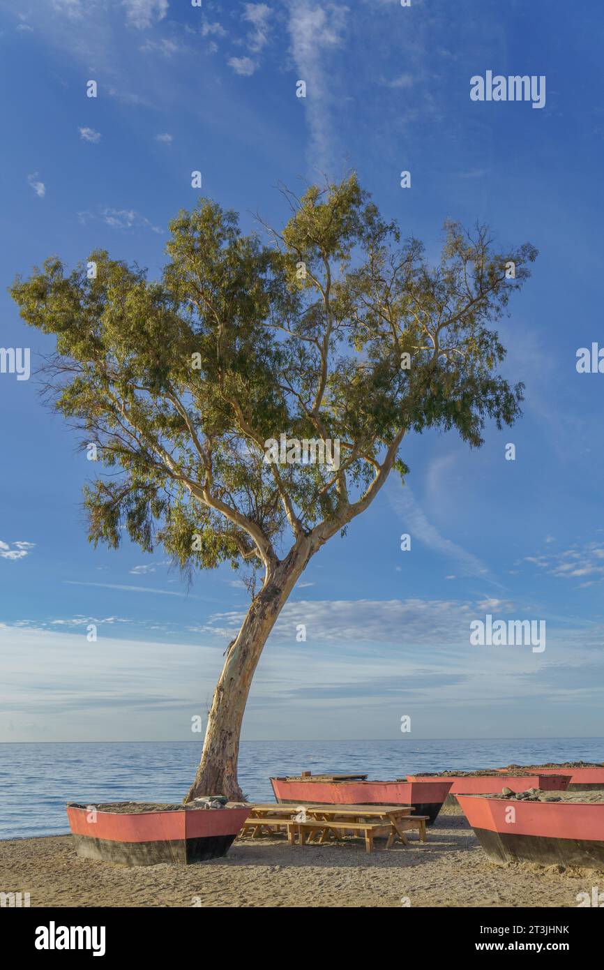 San pedro alcantara, malaga, spagna Seascape all'alba con un grande albero di eucalipto sulla spiaggia circondato da barche rosse e un cielo blu con nuvole Foto Stock