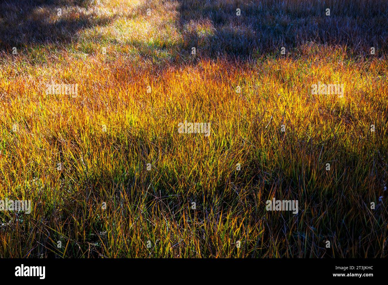 Erbe da pascolo nei colori autunnali dorati; Vandaveer Ranch; Salida; Colorado; USA Foto Stock