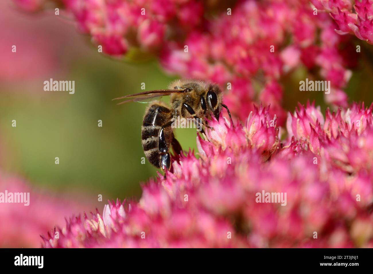 Primo piano del polline che raccoglie le api sul fiore della pianta di Sedum in un giardino esterno nell'Ontario meridionale durante l'estate. Foto Stock