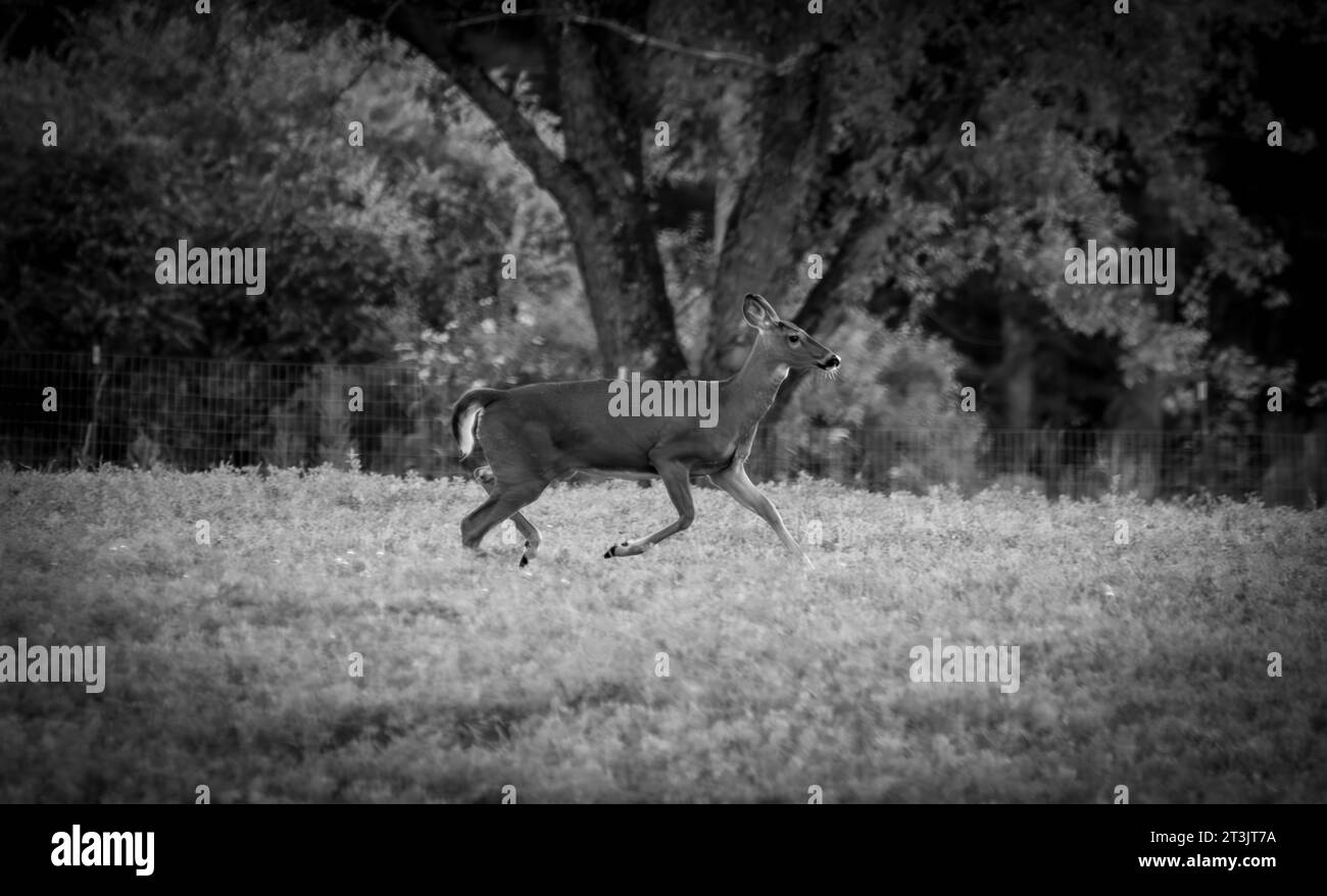 Un cervo che corre attraverso un campo nel New England Foto Stock
