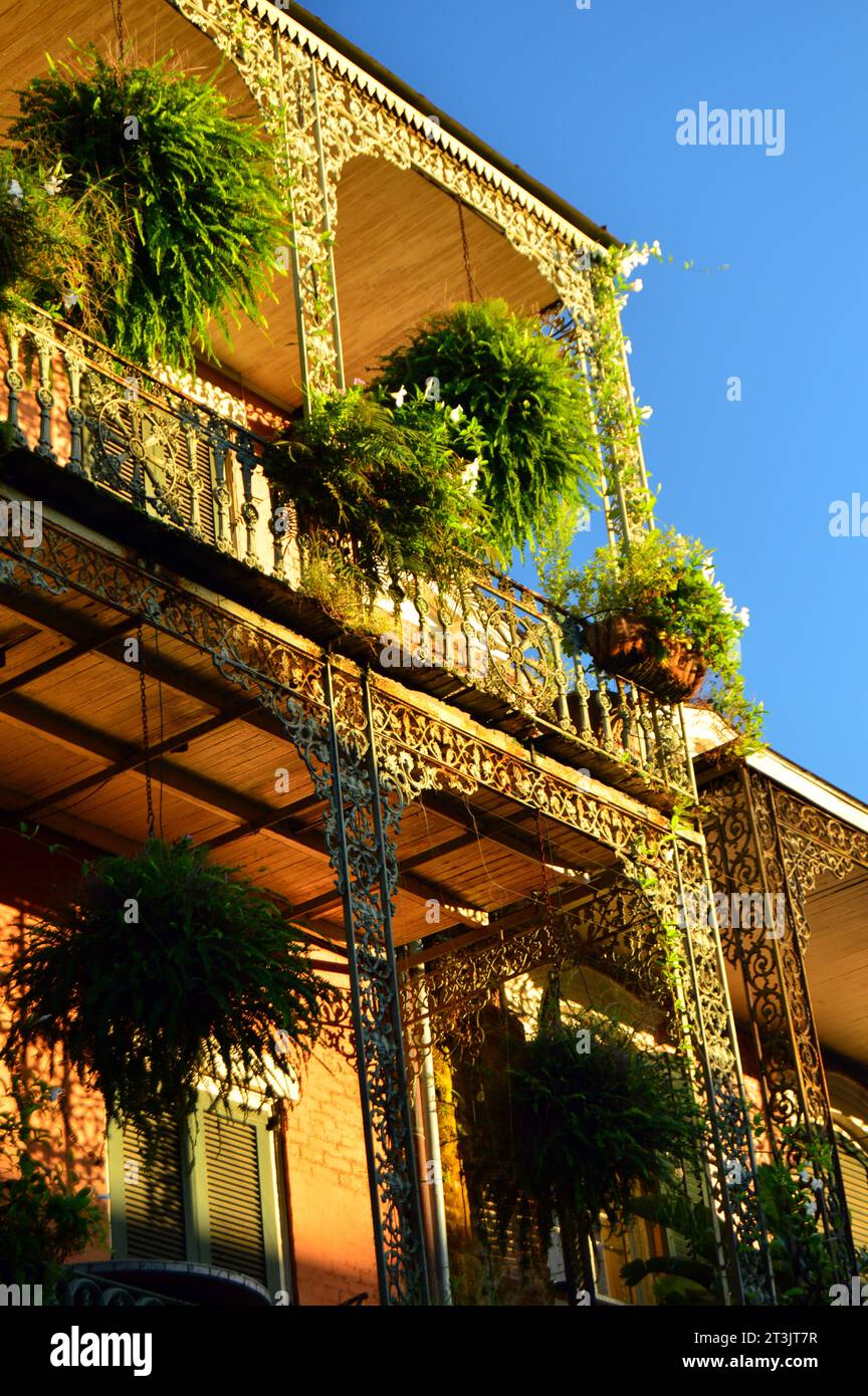 Grandi piante e felci pendono dalle ringhiere in ferro battuto degli edifici storici del quartiere francese di New Orleans Foto Stock