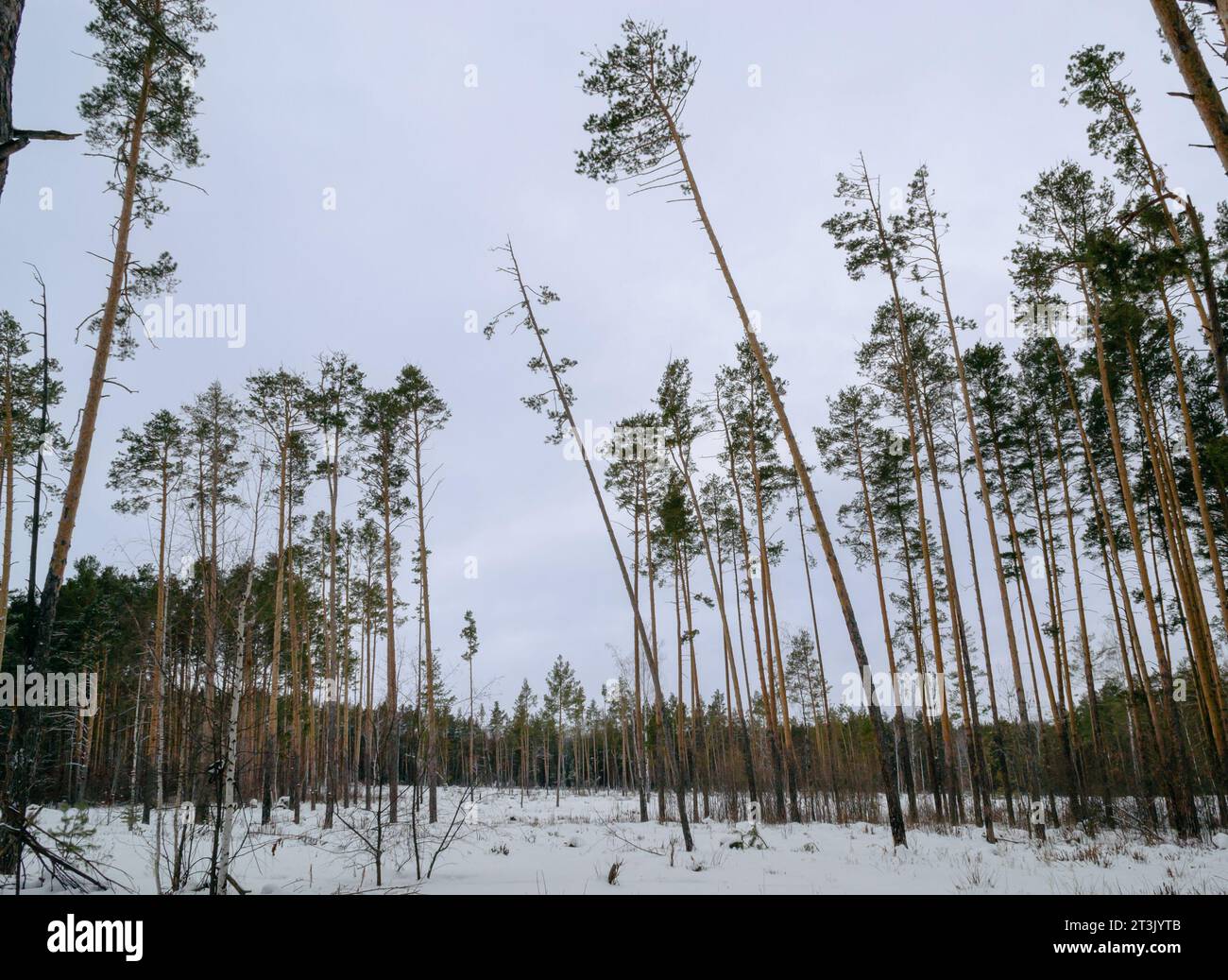 I tronchi sottili di pini alti nella foresta invernale Foto Stock