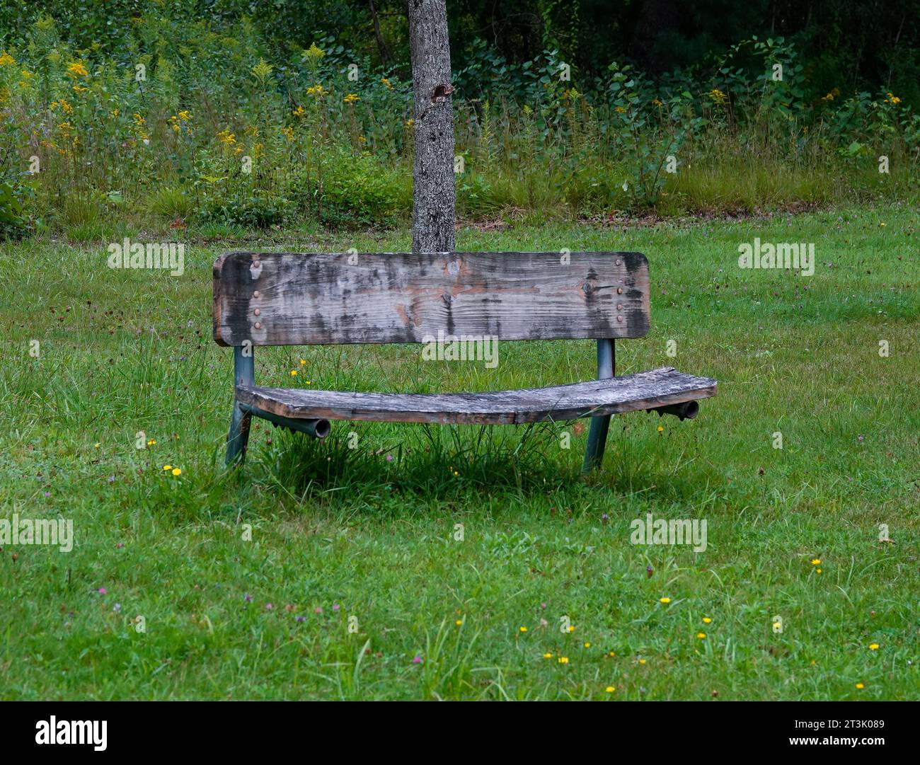 una panchina del parco con le intemperie rivolta a destra della telecamera, su un prato verde di fronte ad un prato ricoperto di erba, fiori selvatici e un albero. Foto Stock