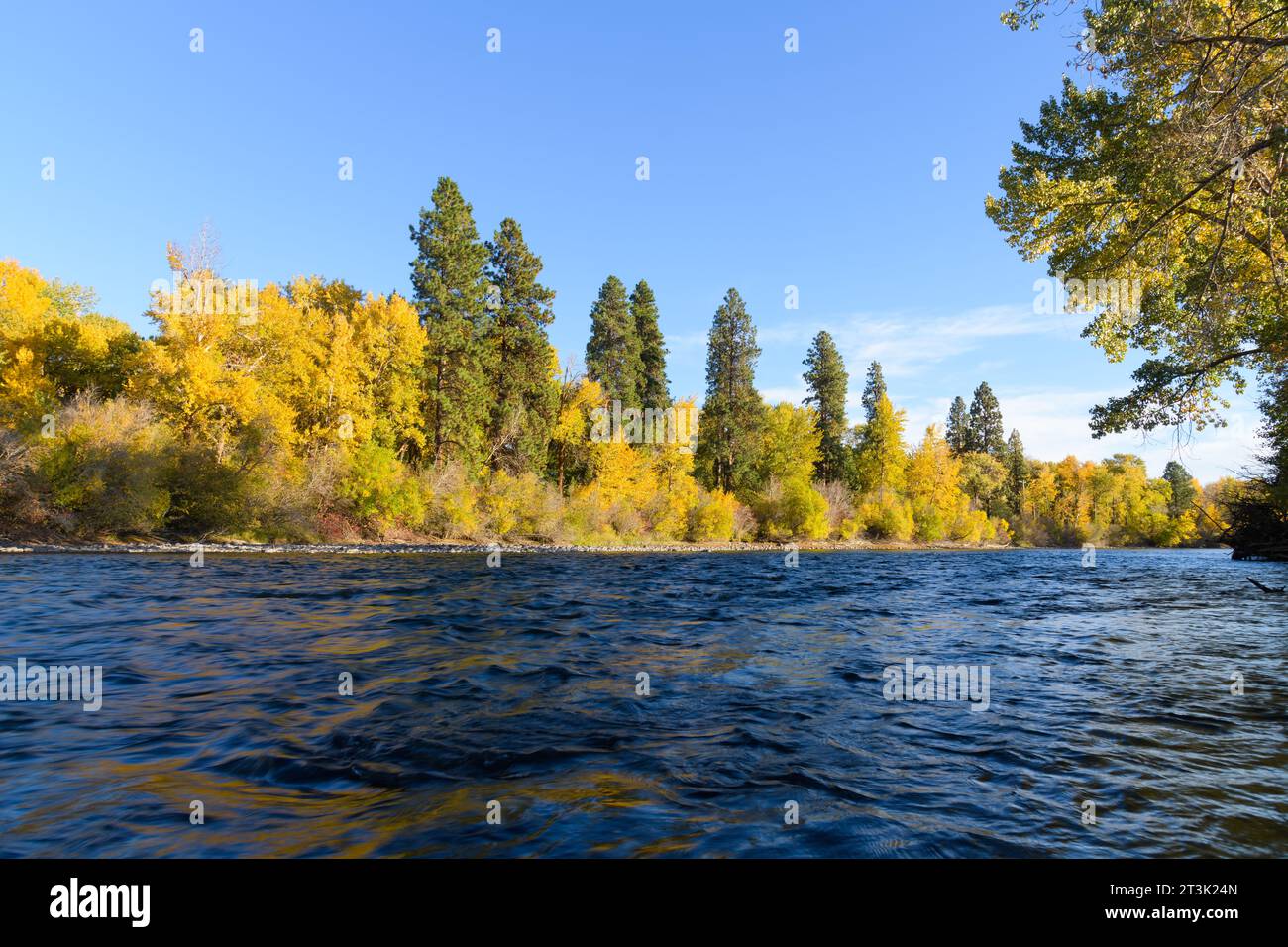 Colori autunnali che brillano sugli alberi gialli lungo le acque blu del fiume Yakima Foto Stock