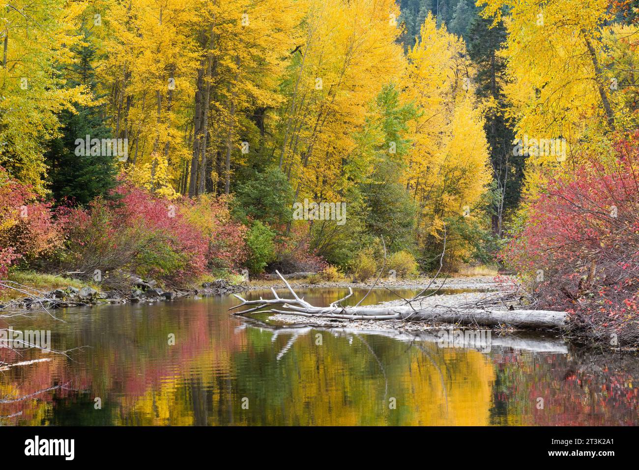 Crogiolatevi lungo le calme acque di Nason Creek nelle Cascate di Washington con riflessi gialli nell'acqua ferma Foto Stock