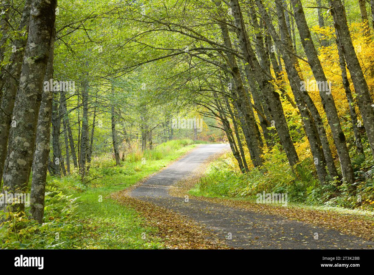 Strada di ghiaia attraverso alberi ad arco sulla strada in autunno lungo la Old Cascade Highway a Washington Cascades Foto Stock