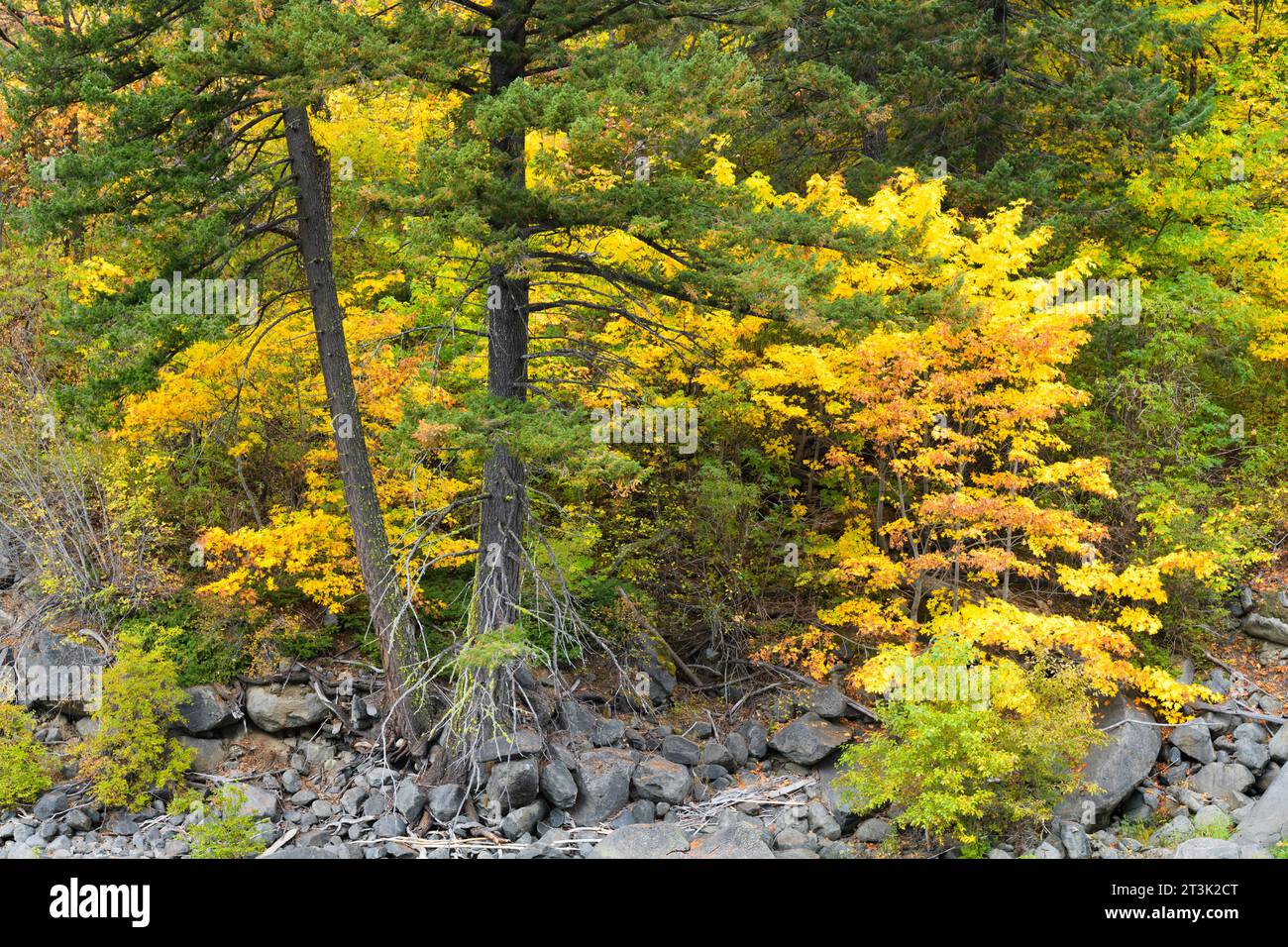 Scena di splendidi colori autunnali con calde tonalità di giallo e abeti verdi Foto Stock