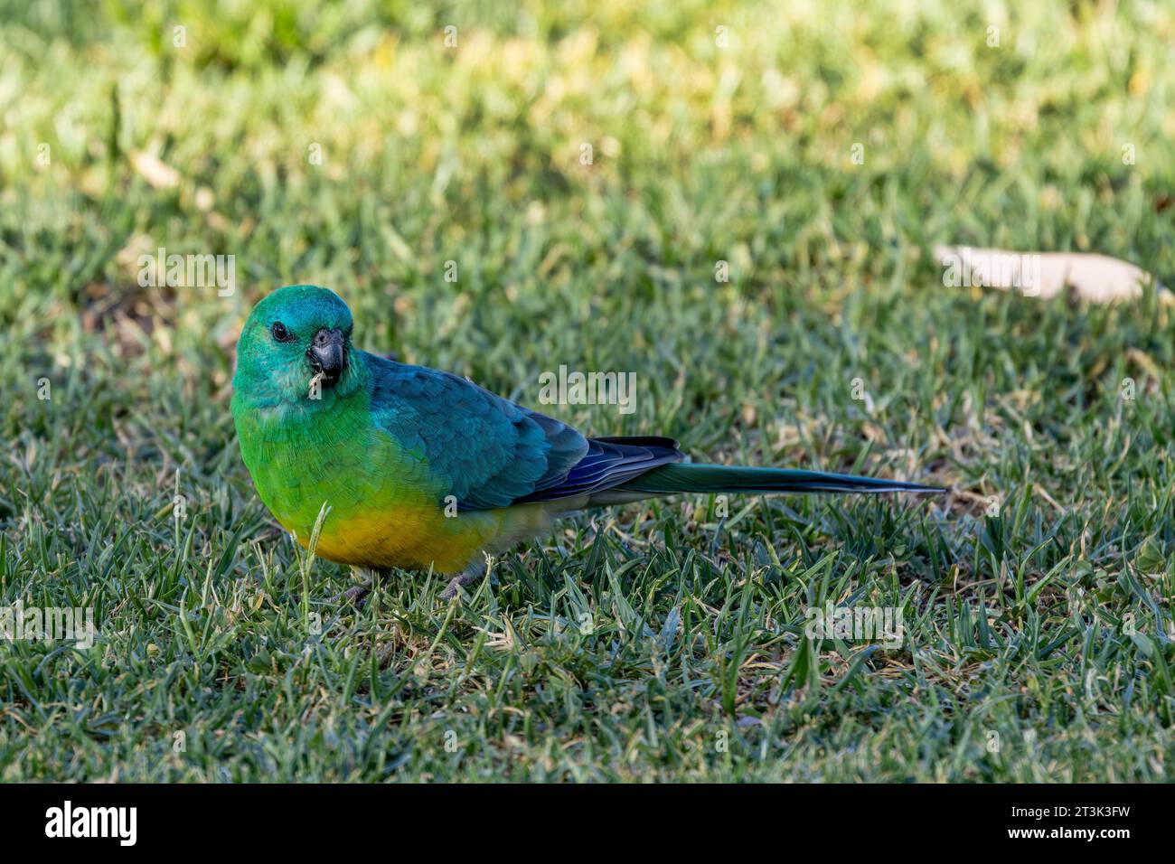 Il pappagallo australiano di colore rosso si nutre di semi d'erba Foto Stock