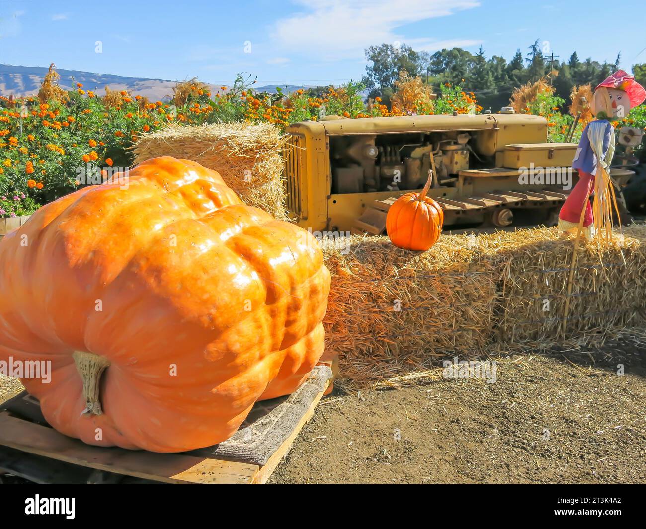 Zucca gigante in mostra all'ingresso di Pumpkin Patch Foto Stock