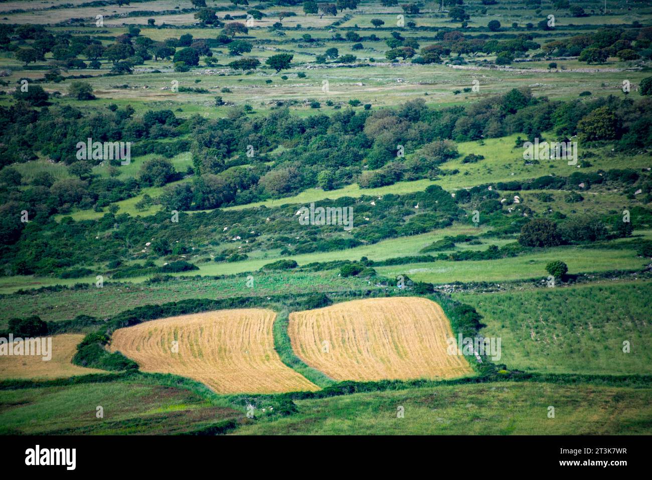 Campi agricoli nel Sud Sardegna - Italia Foto Stock