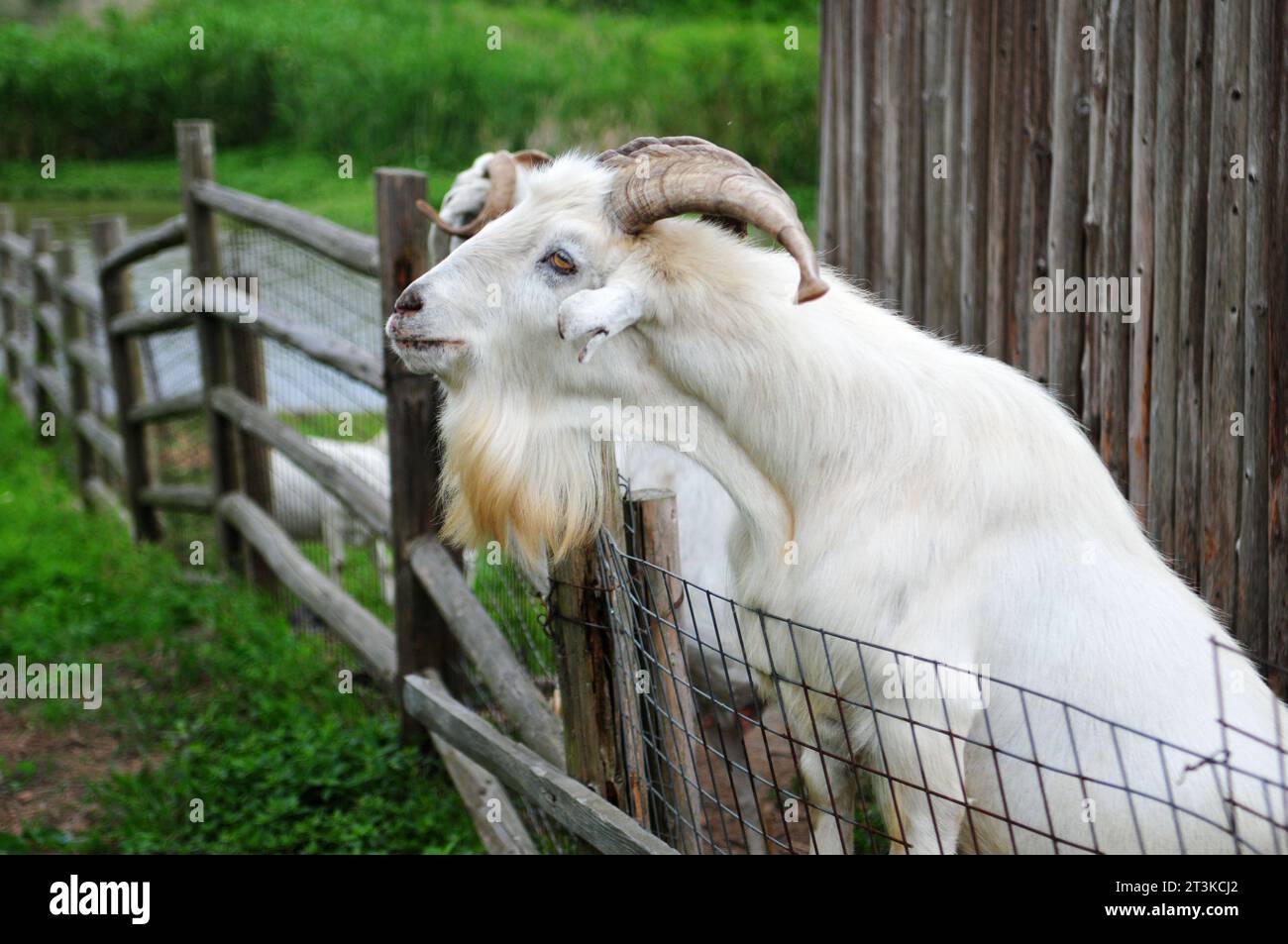 Foto dettagliata di una capra nell'ovile Foto Stock