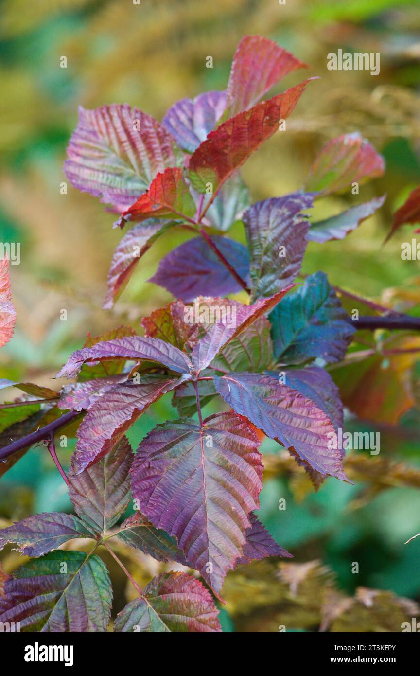 Colorato fogliame autunnale. Foglie rosse di cespuglio bramble. repubblica Ceca natura in ottobre. Foto Stock