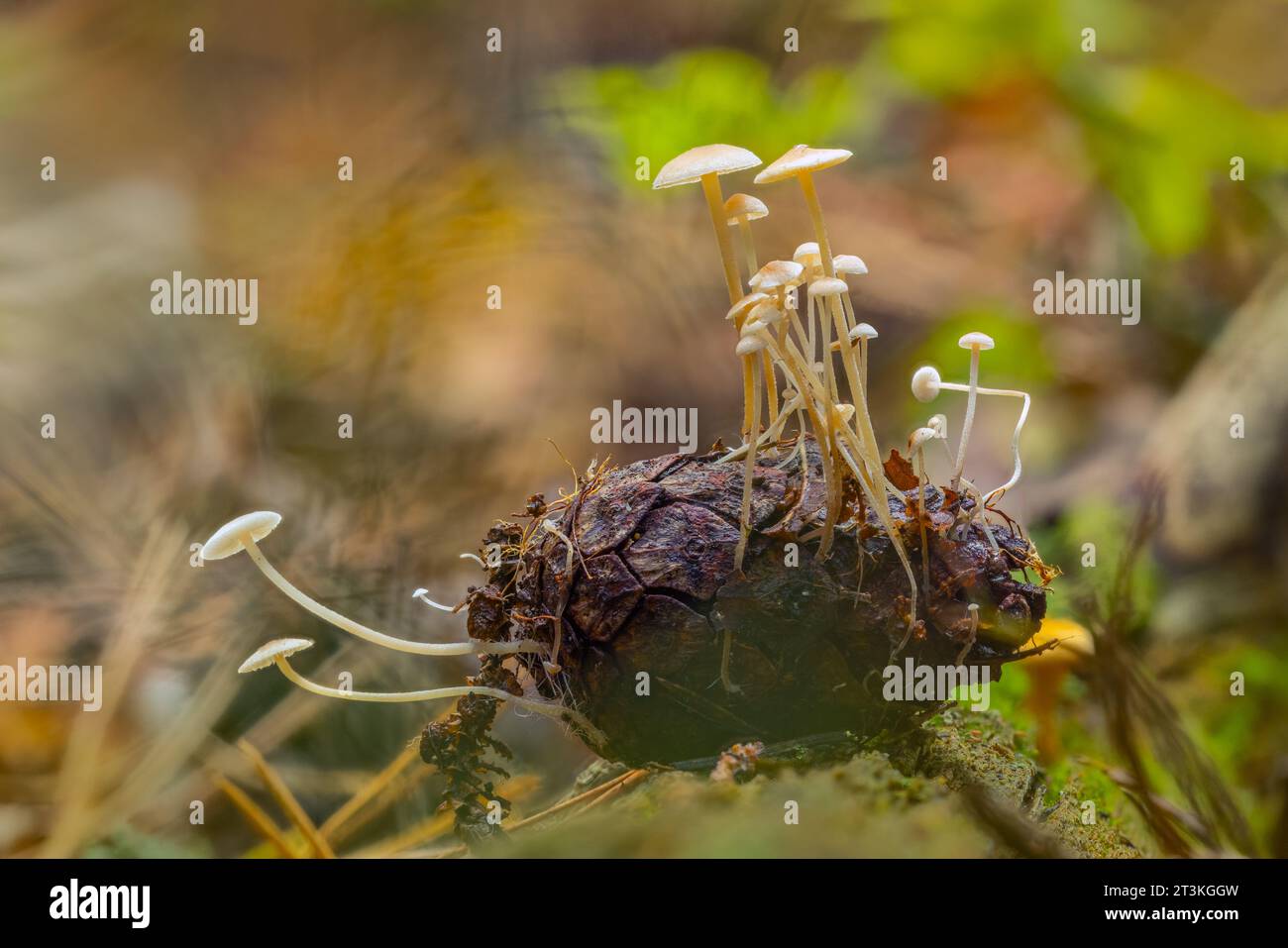 Cono di pino con piccoli funghi bianchi che vi crescono Foto Stock