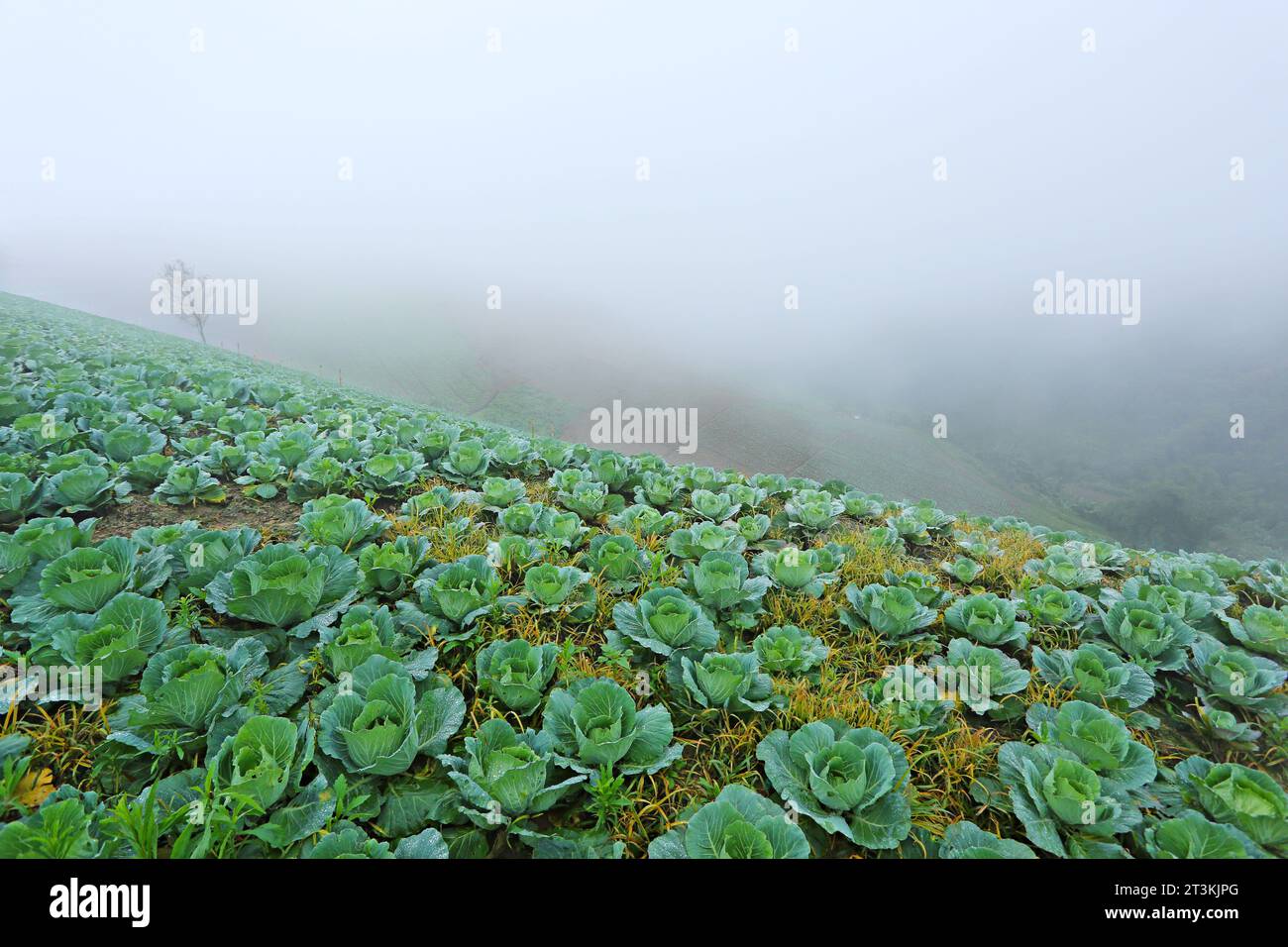 Scenario delle piante della gabbia sullo sfondo della nebbia marina a Phu Thap Boek Phetchabun, Thailandia Foto Stock
