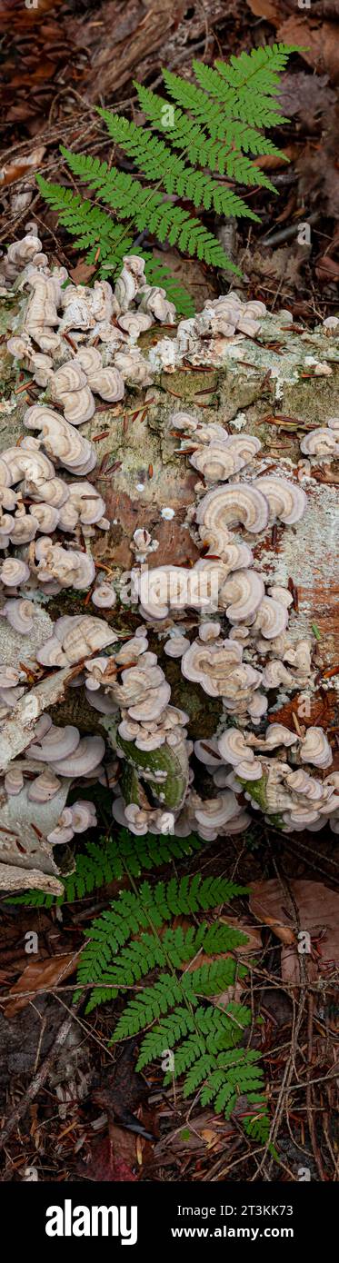 Un tronco d'albero in decomposizione sembra non avere funghi che crescono fuori da esso, ma Bracken Ferns che cresce da sotto di esso, Mink River Nature Conservancy, Door Foto Stock