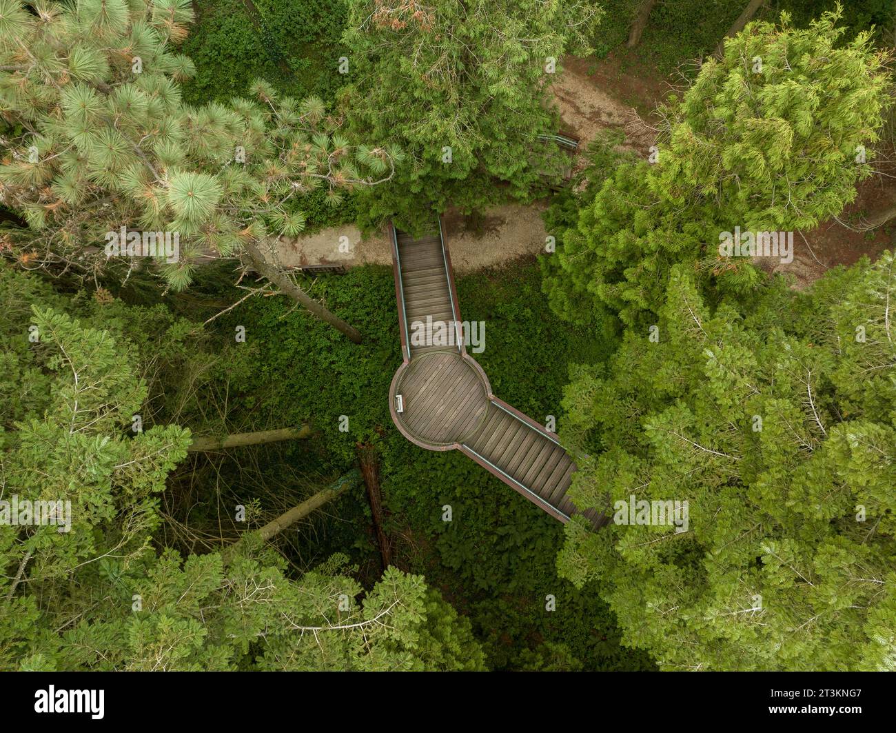 Passeggiata in legno in una foresta. Vista aerea su un'area verde con passerella in legno. Jeli arboretum vicino alla città di Kám, Ungheria, Europa Foto Stock