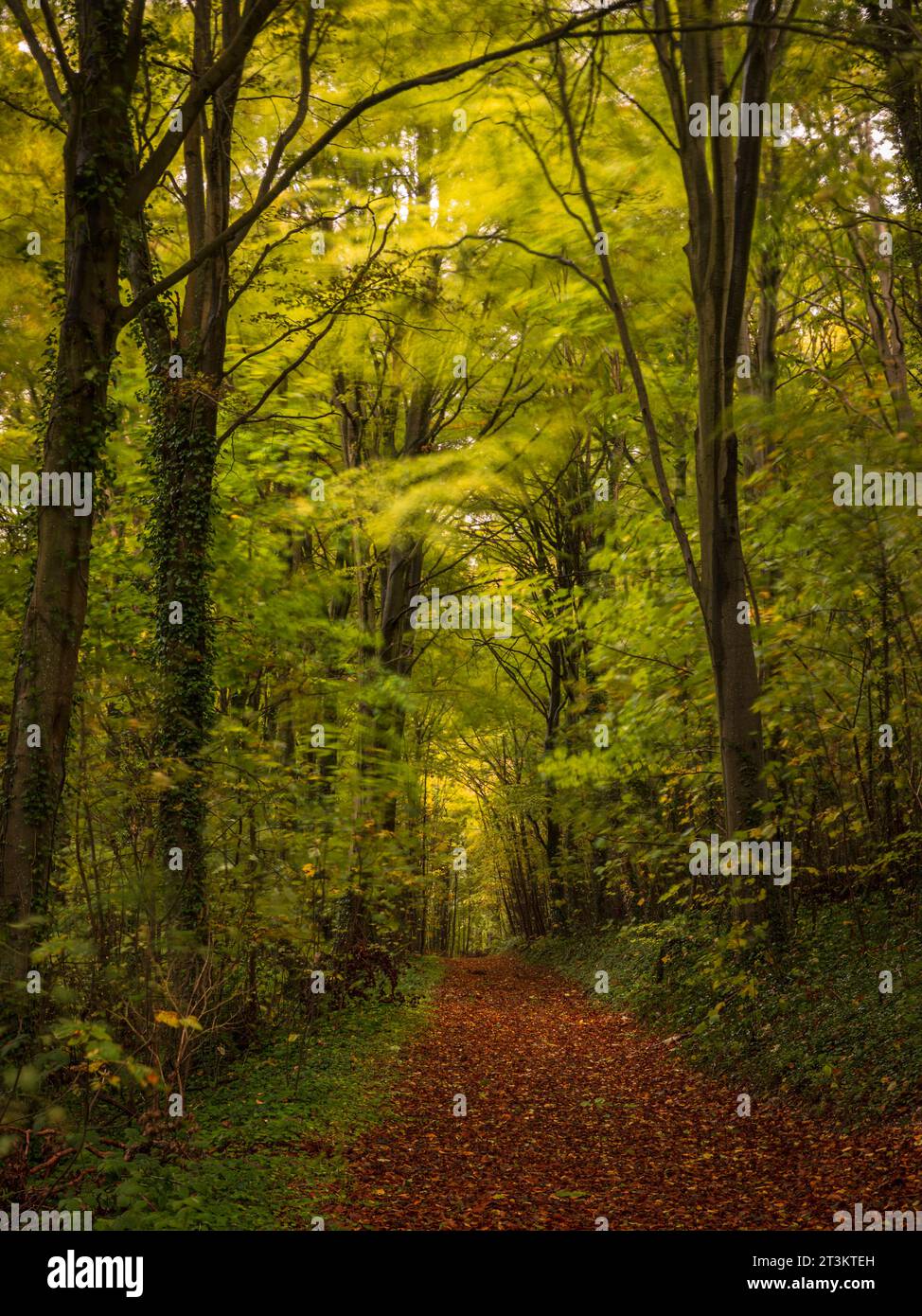 L'autunno sta arrivando nel profondo della Friston Forest, a sud-est del Sussex, nel sud-est dell'Inghilterra, nel Regno Unito Foto Stock