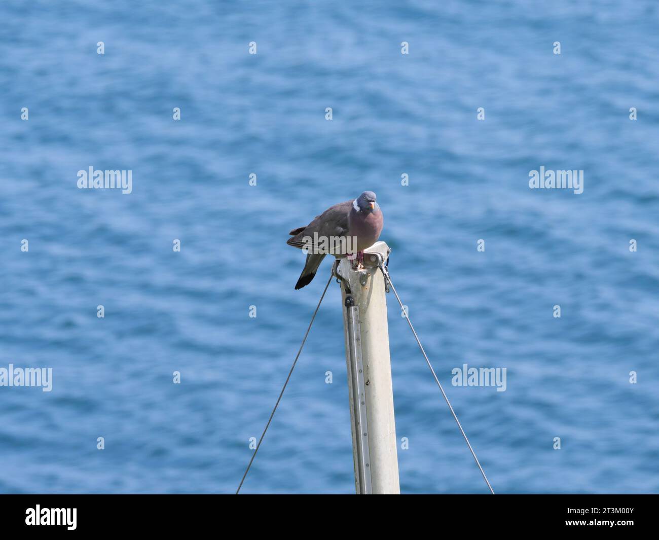 Un piccione di legno Columba palumbus seduto su un albero di fronte alle onde del mare vicino a Falmouth, Cornovaglia, Inghilterra Foto Stock