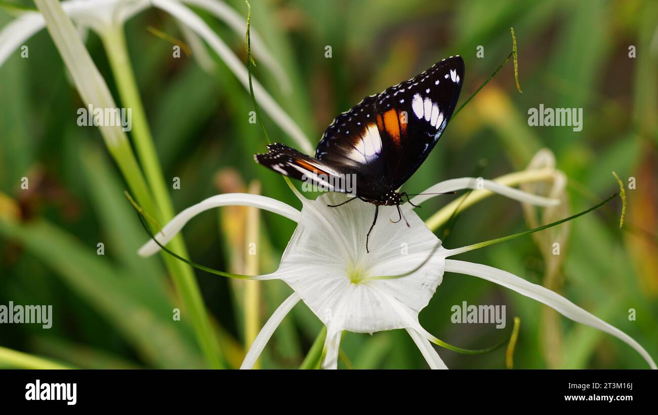 Hypolimnas bolina, una specie di farfalla che ha un bel corpo e ali, è arroccata su un fiore bianco. Foto Stock