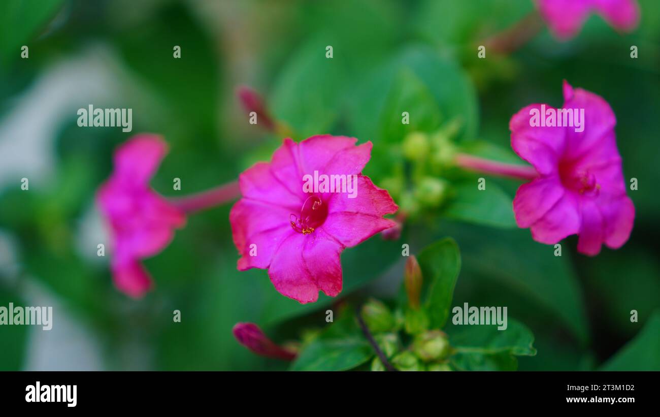 Mirabilis Jalapa, un fiore fiorisce su un albero. Ha la forma di una tromba rosa tra foglie verdi. Foto Stock