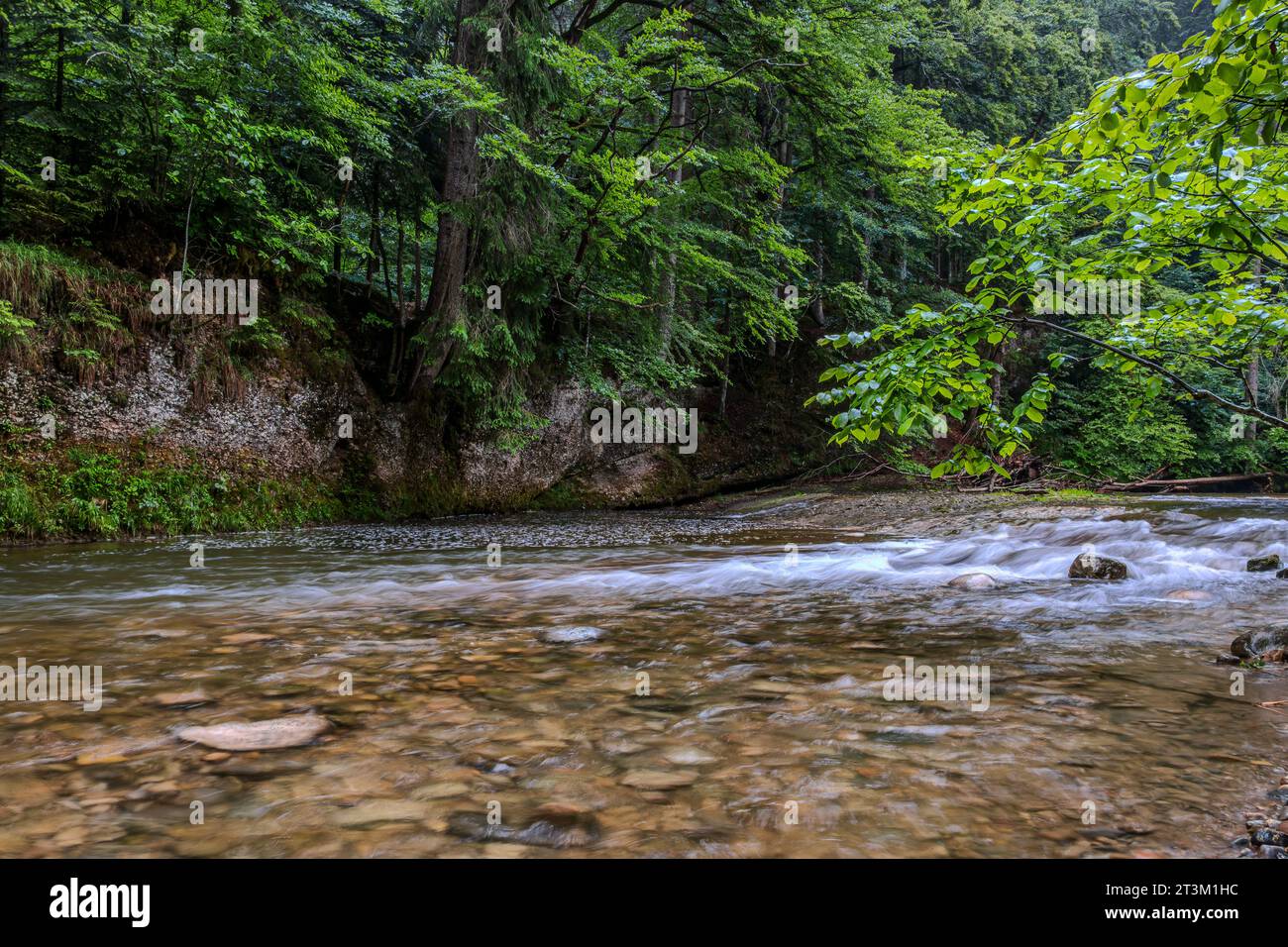 Paesaggio naturale e vegetazione nella gola di Eistobel, nella riserva naturale omonima vicino a Grünenbach, nella parte occidentale di Allgäu, Baviera, Germania. Foto Stock