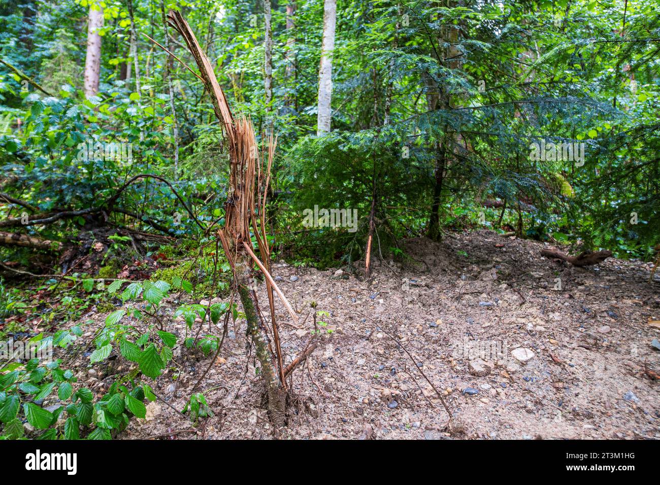 Paesaggio naturale e vegetazione nella gola di Eistobel, nella riserva naturale omonima vicino a Grünenbach, nella parte occidentale di Allgäu, Baviera, Germania. Foto Stock