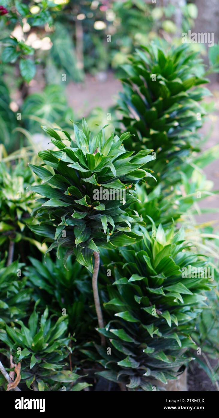 Dracaena Fragrans compacta, foglie a forma di corona sono di colore verde scuro e lucenti. Foto Stock