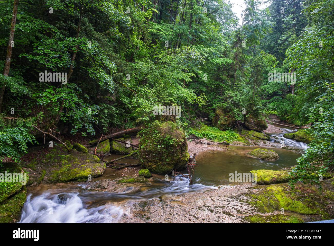 Paesaggio naturale e vegetazione nella gola di Eistobel, nella riserva naturale omonima vicino a Grünenbach, nella parte occidentale di Allgäu, Baviera, Germania. Foto Stock