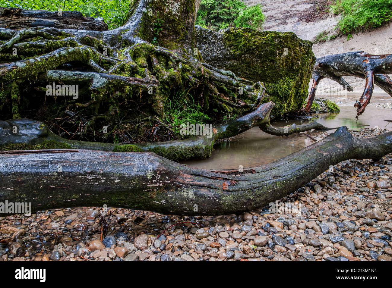 Paesaggio naturale e vegetazione nella gola di Eistobel, nella riserva naturale omonima vicino a Grünenbach, nella parte occidentale di Allgäu, Baviera, Germania. Foto Stock