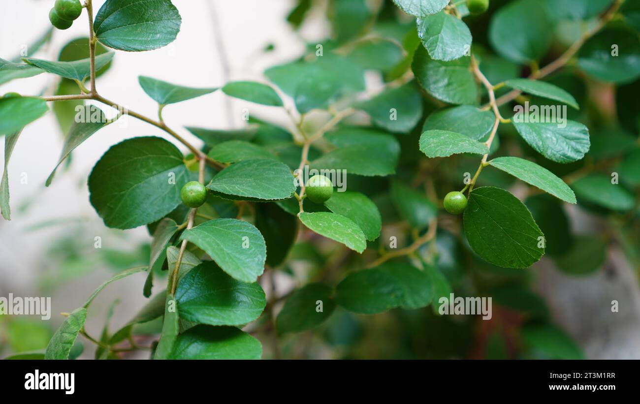 Ziziphus oenoplia, ha piccoli frutti su rami d'albero con fitte foglie verdi. Foto Stock
