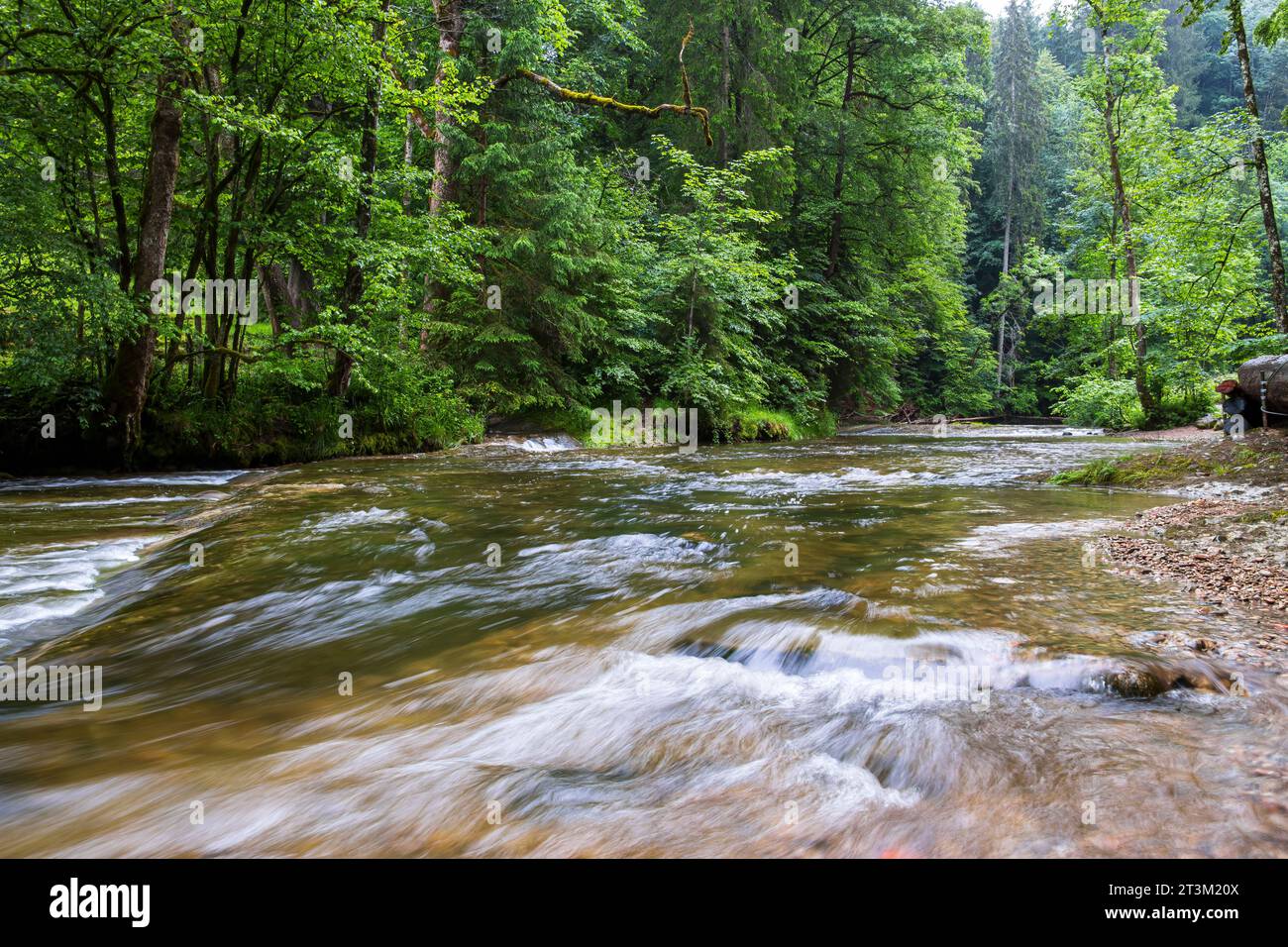 Paesaggio naturale e vegetazione nella gola di Eistobel, nella riserva naturale omonima vicino a Grünenbach, nella parte occidentale di Allgäu, Baviera, Germania. Foto Stock